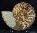 Inch Split Ammonite Pair #2624-3